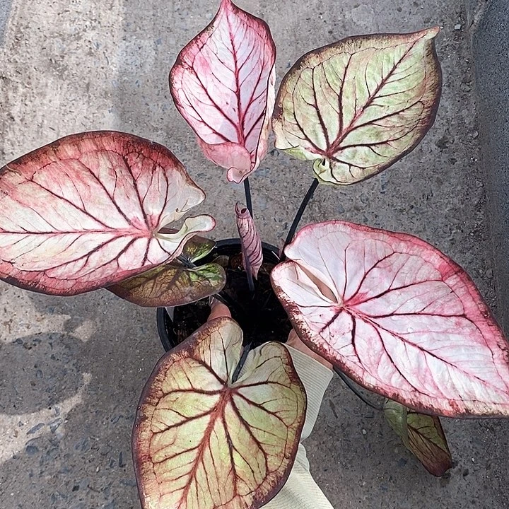 泰国彩叶 581-0203