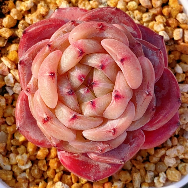 中 15-30 多肉植物 一物一拍