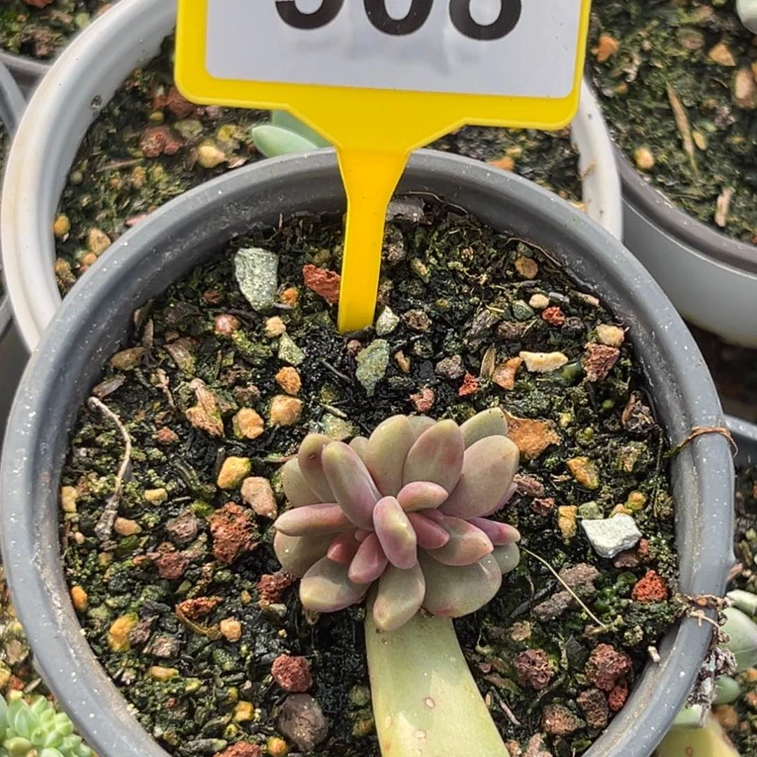 多肉植物八爪鱼908
