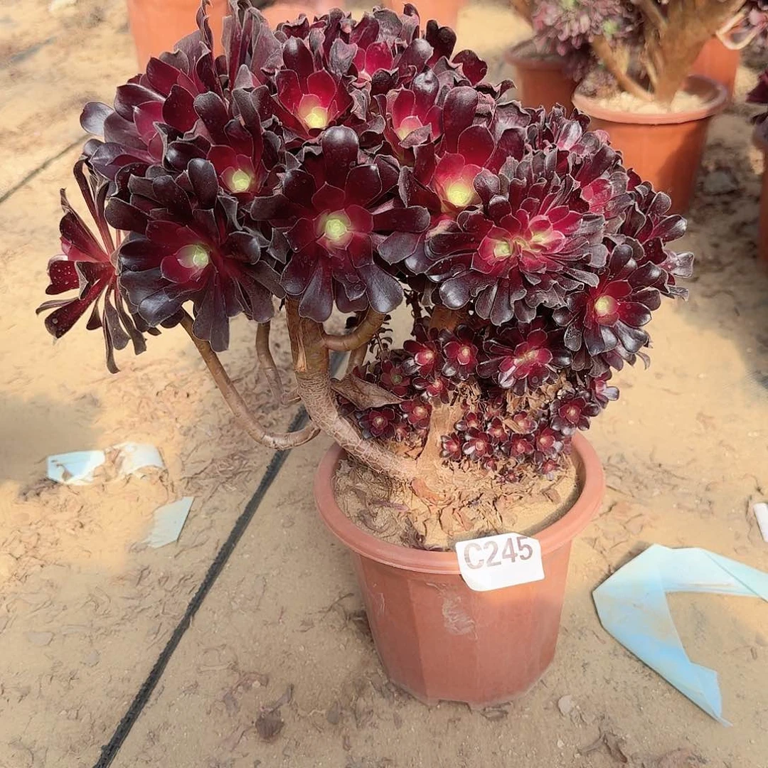 小**吧245欧紫朵朵一颗呀呀