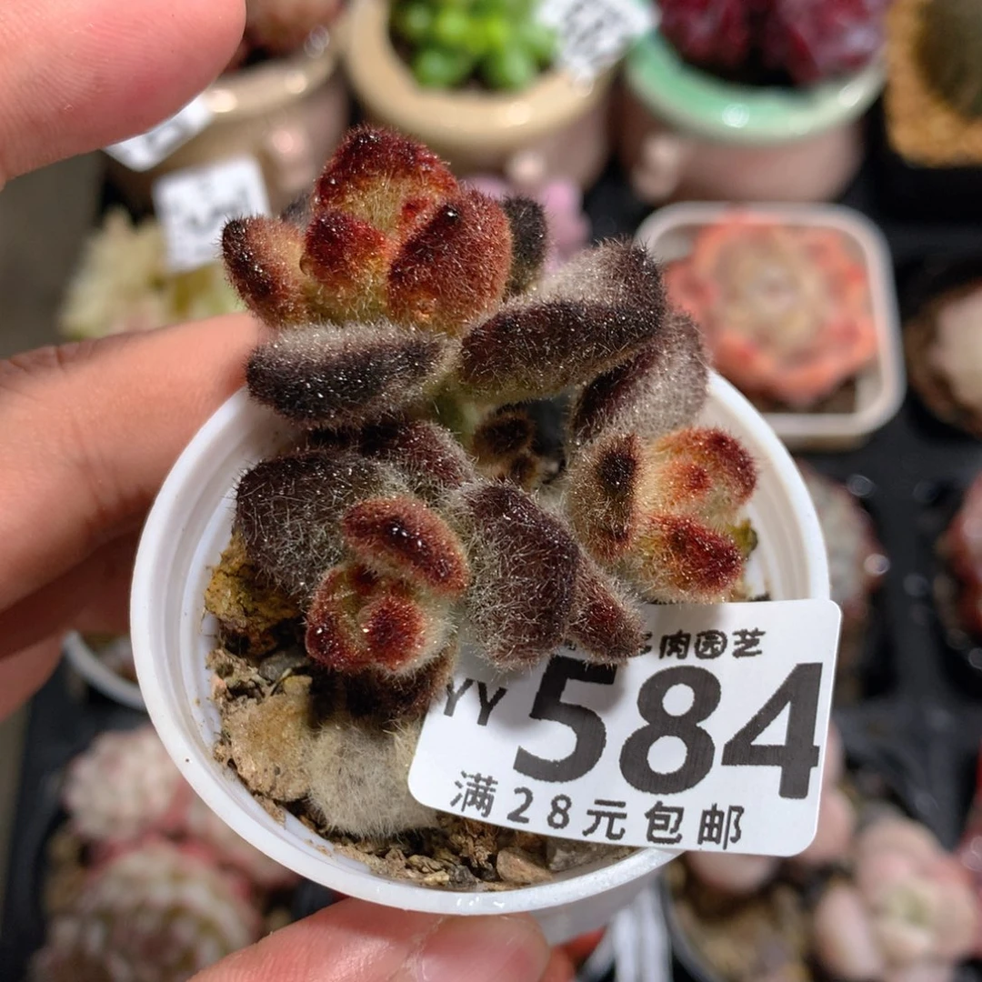 5CM拇指盆精控多肉YY584