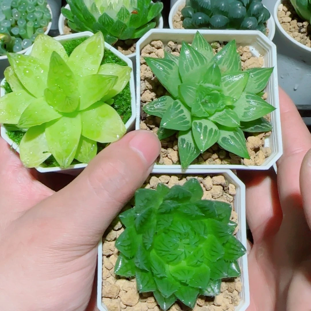 3盆套餐玉露多肉植物