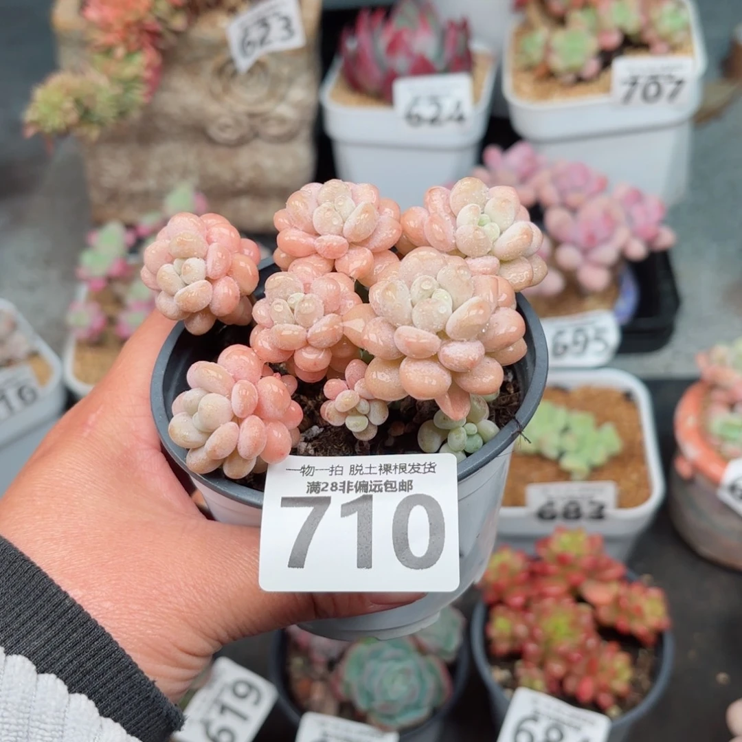 洛可可无盆土发货