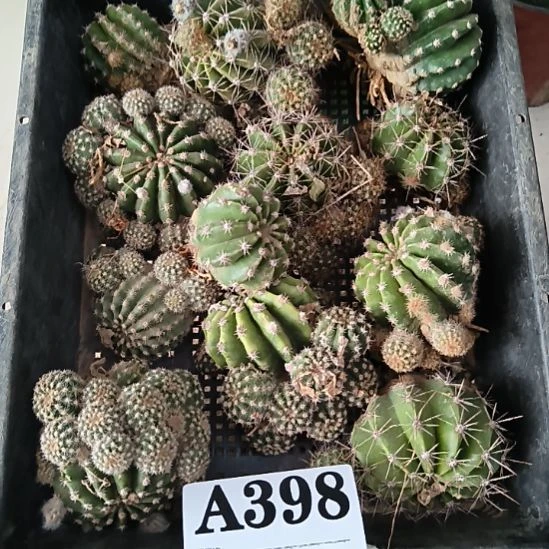 当前无花栽培后可以开花398