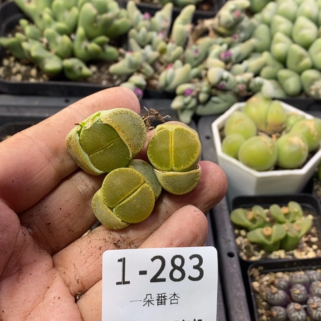 川*子56686666699658668568