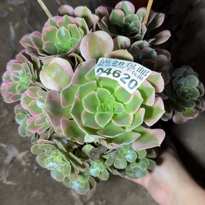 24620南香妃多肉植物