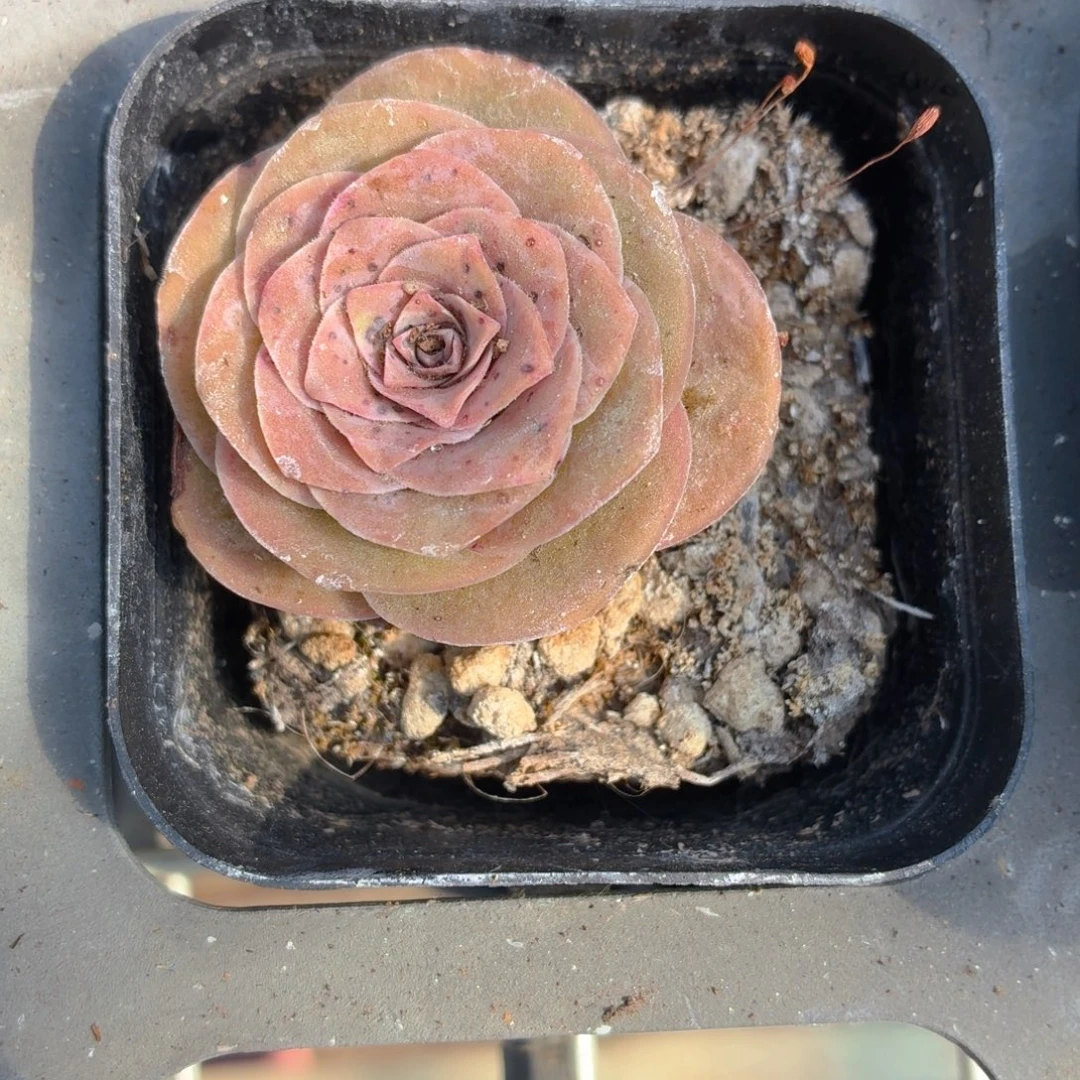 粉色山地多肉9.9包邮发货