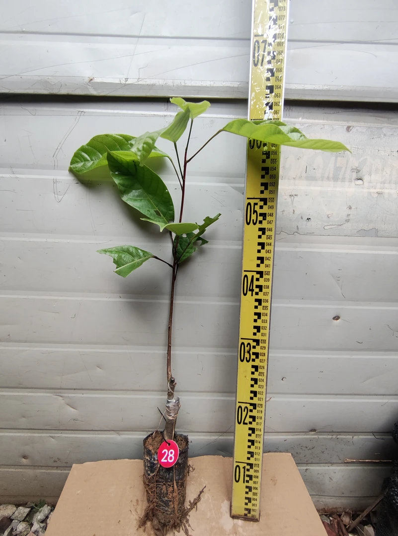 真萍婆凤眼果嫁接树苗(28号)九层皮禄旺苗富贵子树苗适合庭院别墅