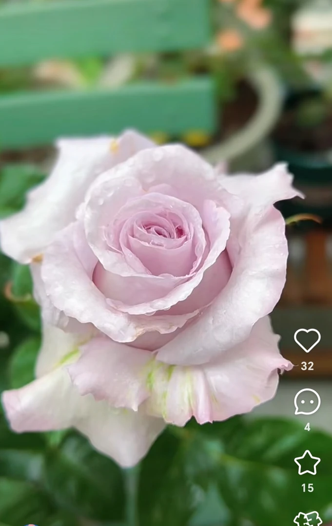 天然香水，蓝紫色玫瑰花型高脚杯切花浓香月季扦插2加伦苗