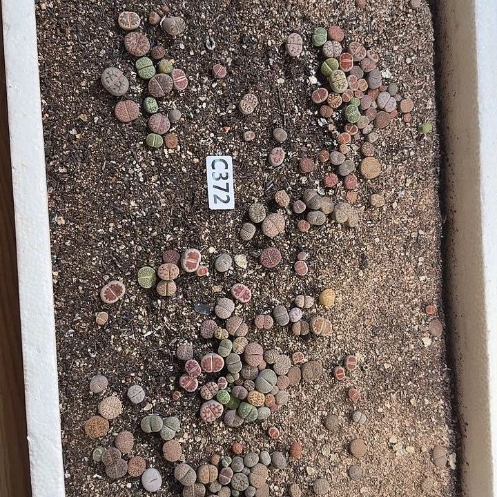 生372石花整框脱土发货不售后