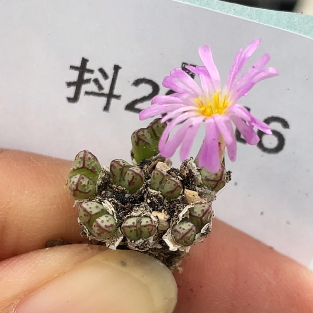 26-16小t多肉植物