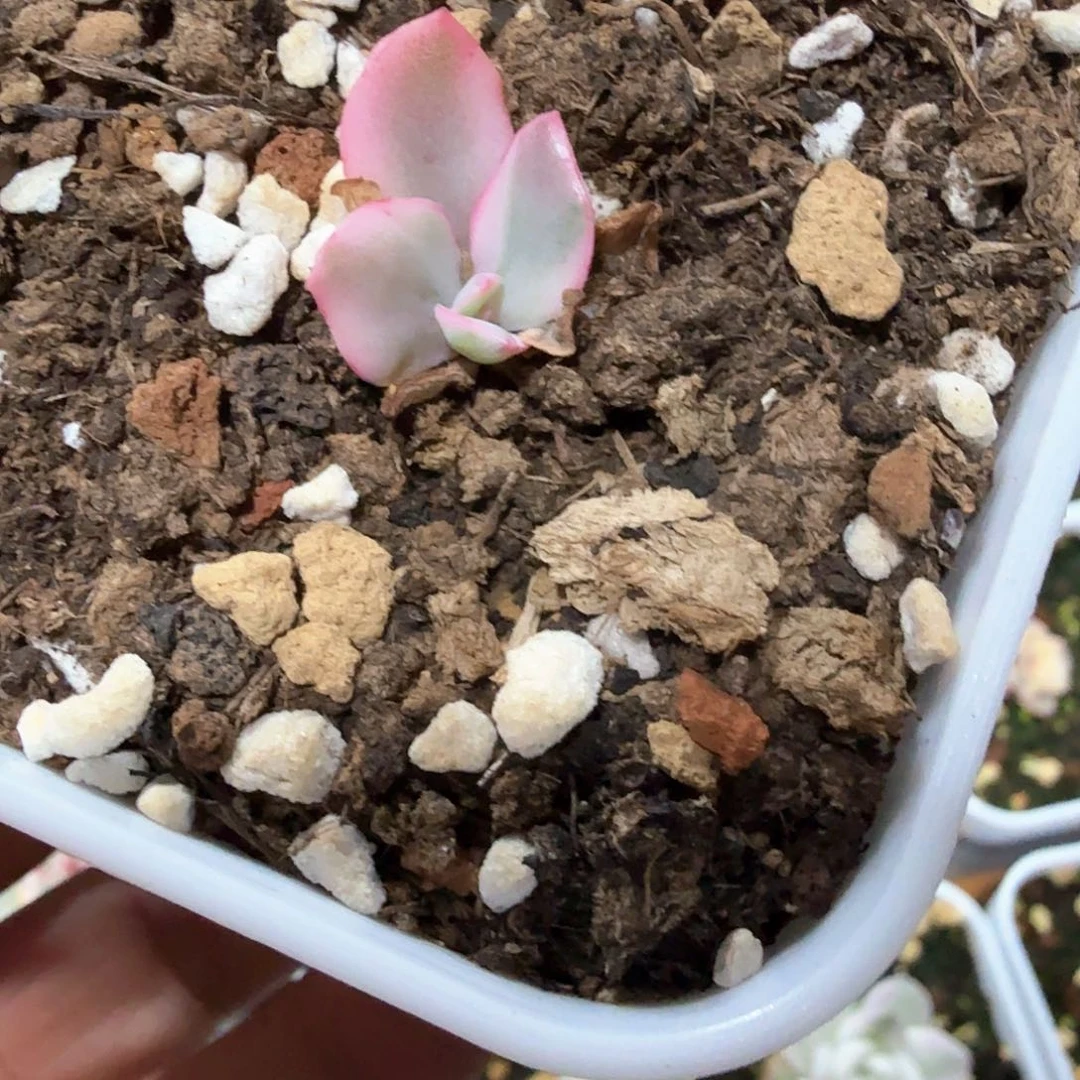 狂野男爵锦多肉锦