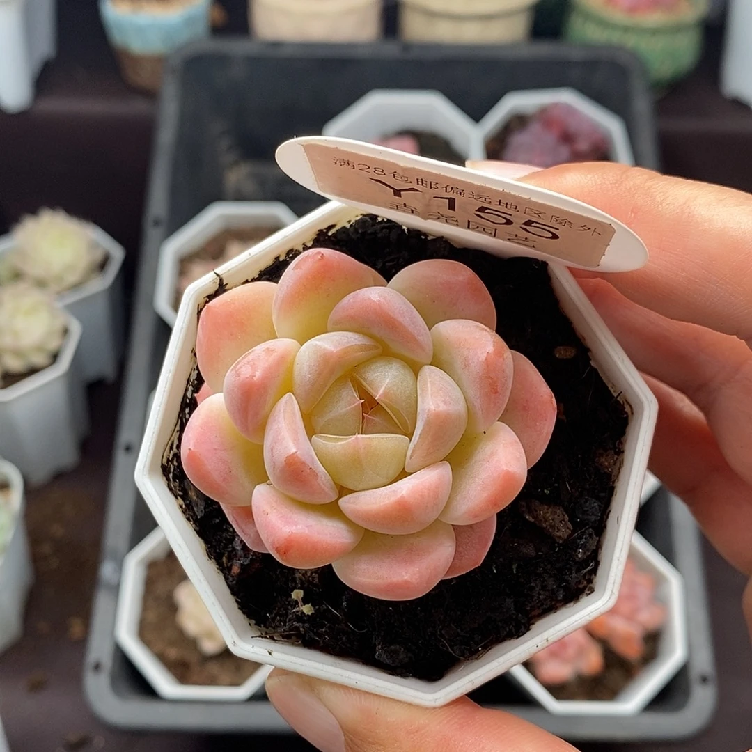 0155 星星糖 4.5cm