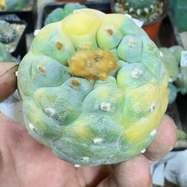 福利自根白肌锦2029仙人球