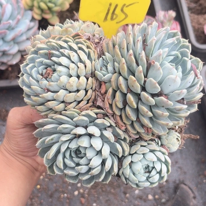 晨语多肉一物一拍165