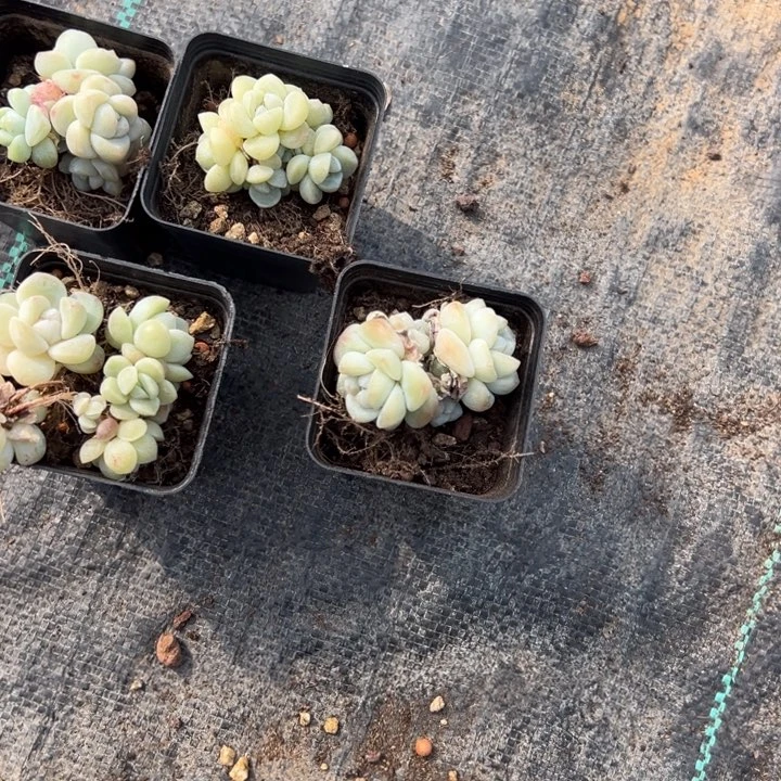 R一物一拍专拍的