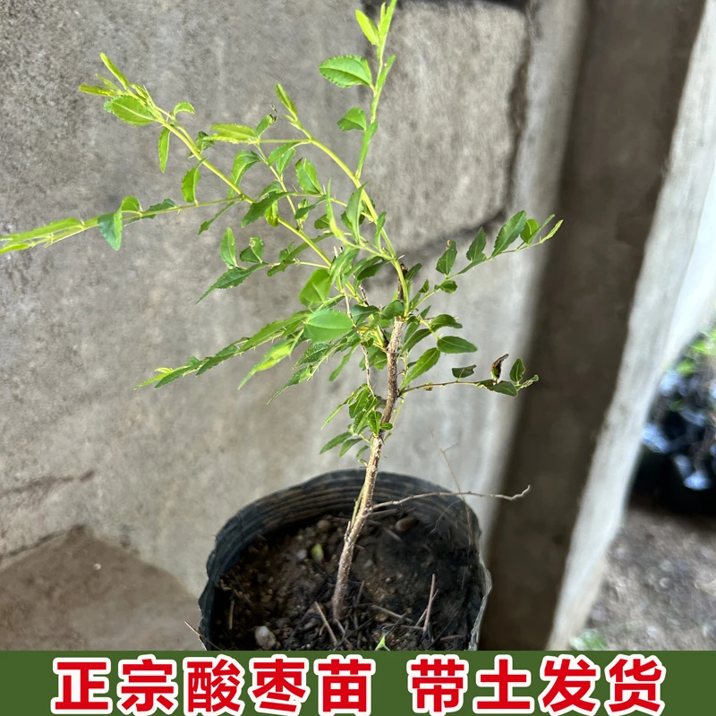 营养杯酸枣苗夏季移栽成活率高药用酸枣苗晋酸三号自有基地现货