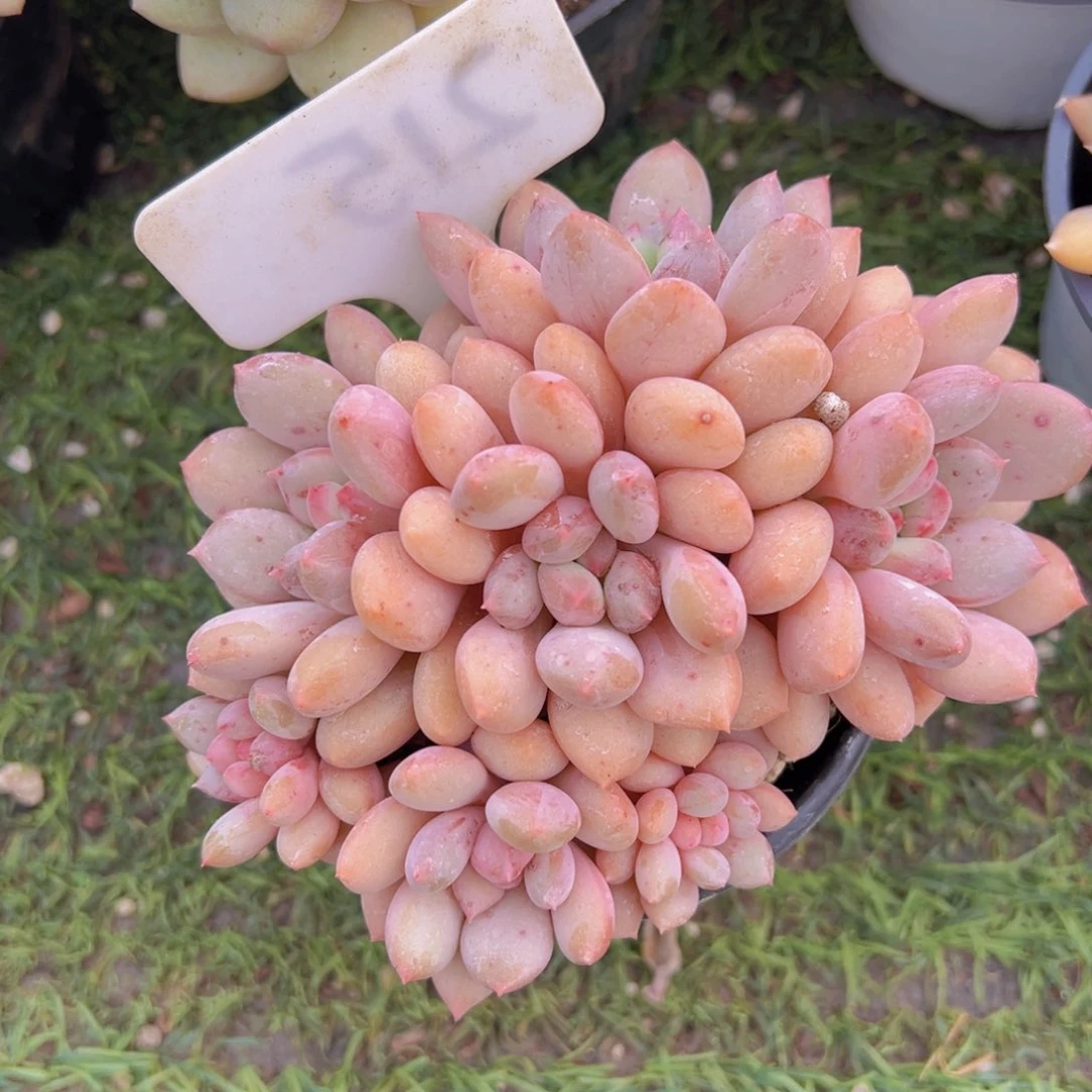 香玉的故事是一个人的故事吗