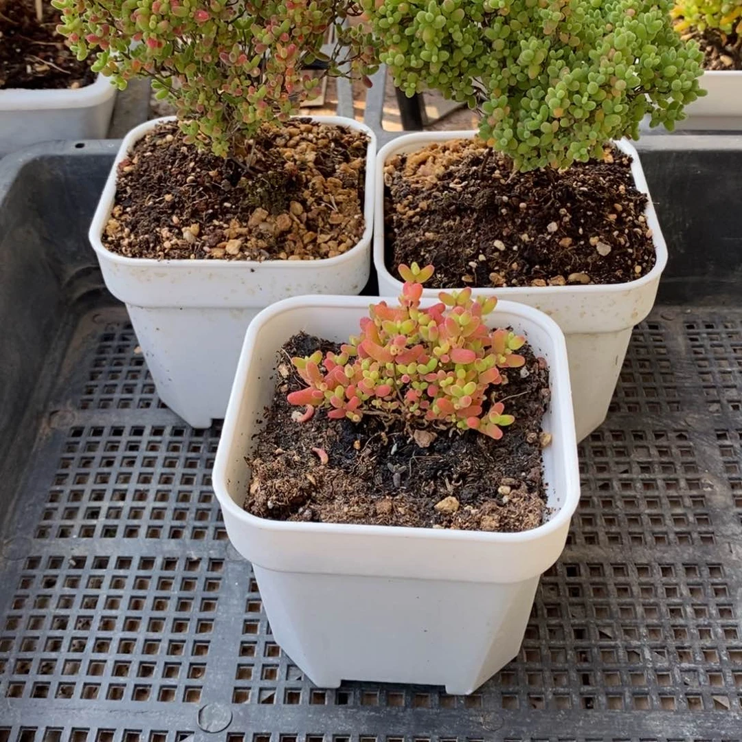 枝干枝干枝干枝干098