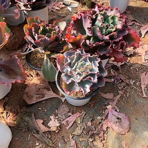 毛*多肉植物杂交 3棵