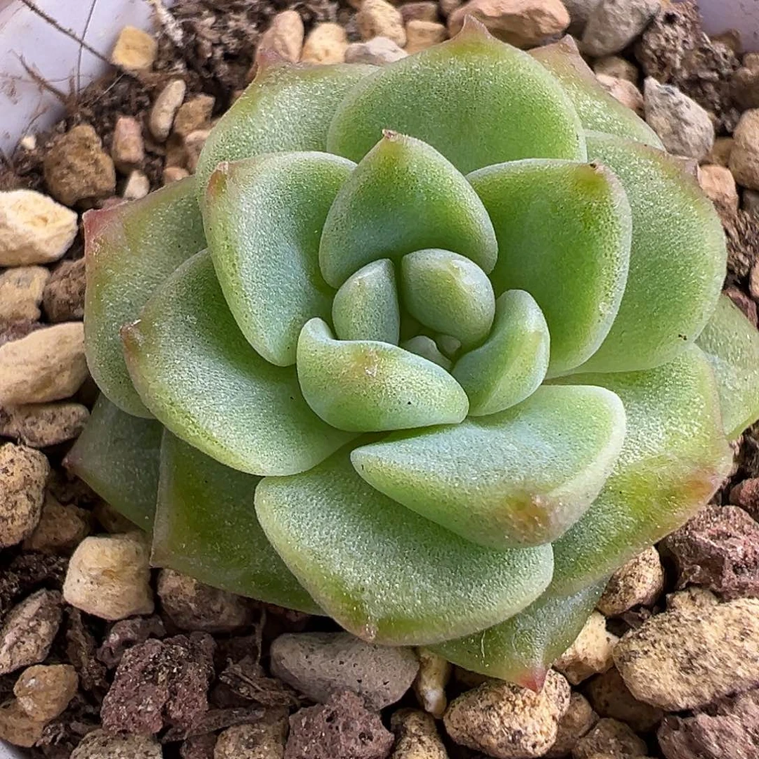 纯福利。奶糖。