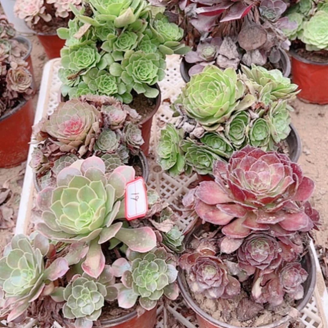【闪购商品】无花朵龙*19号套餐6颗多肉植物