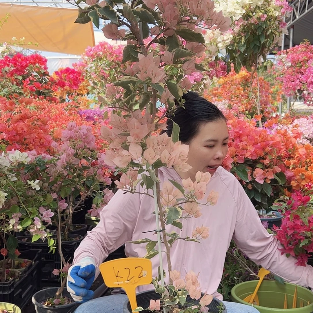 木***木大部分花苞少量开放K22马斯