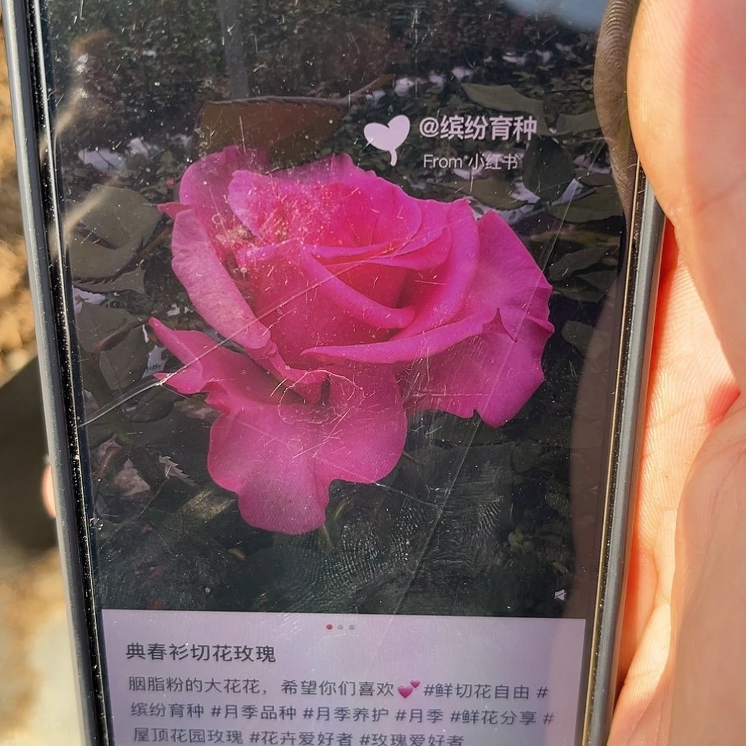 无花朵——-典春衫 福利款