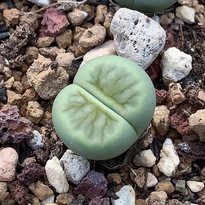 精品多肉植物精品绿菊