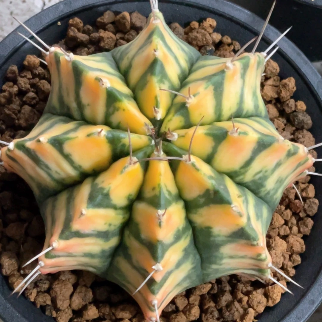 当前无花朵，栽培后可花朵斑马规律V纹虎斑锦