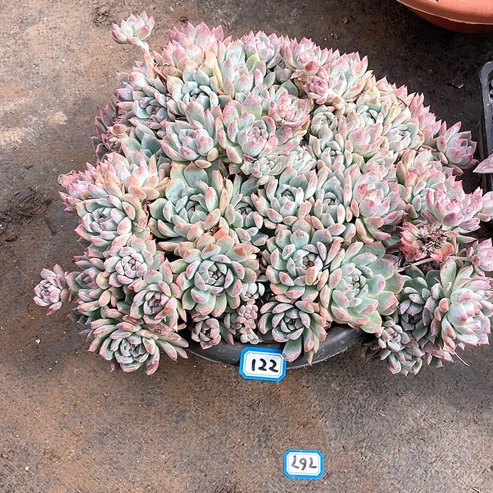 122霜花 一物一拍多肉