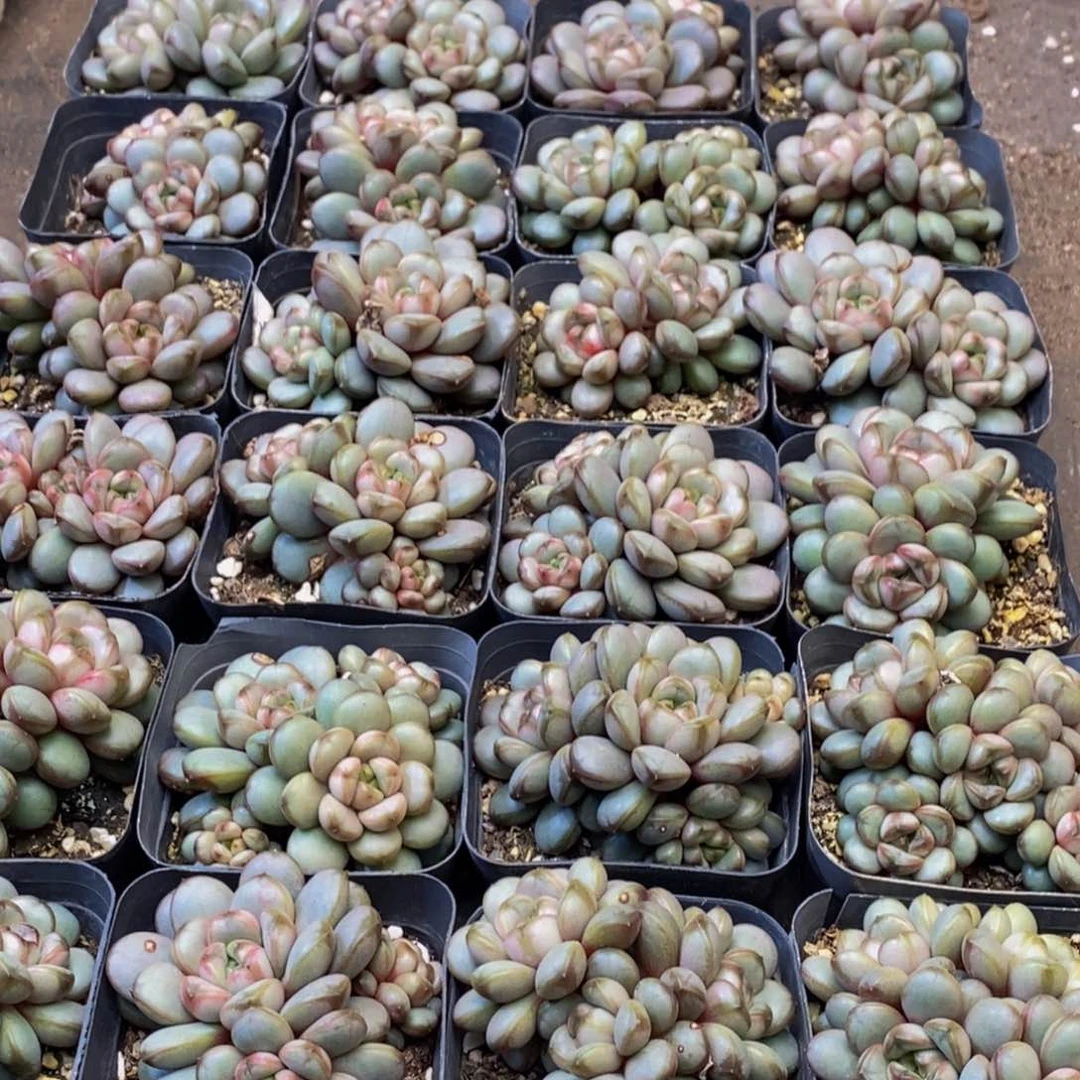 142多肉植物保护研究所所长助理