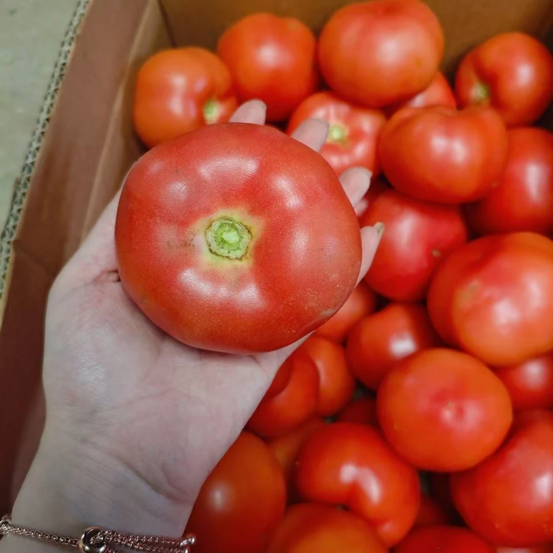 沙瓤西红柿酸甜口感新鲜现摘现发（新农人）