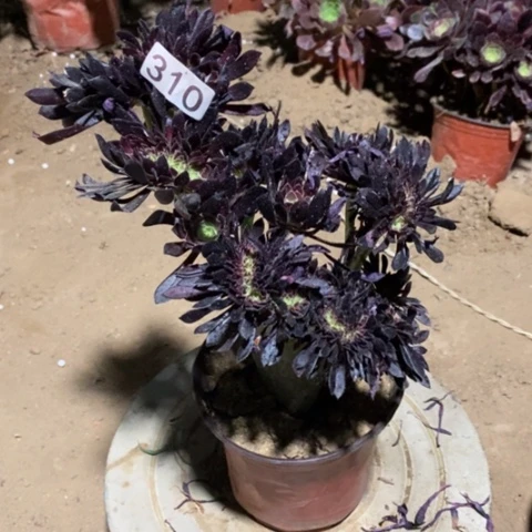 黑发师缀一物一拍