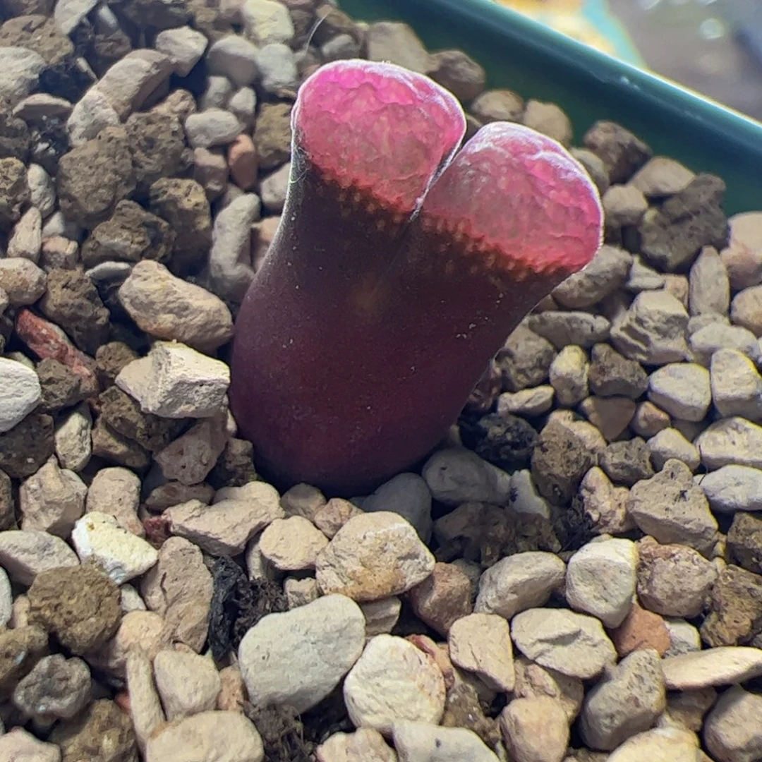 红风铃玉肉锥风铃 311