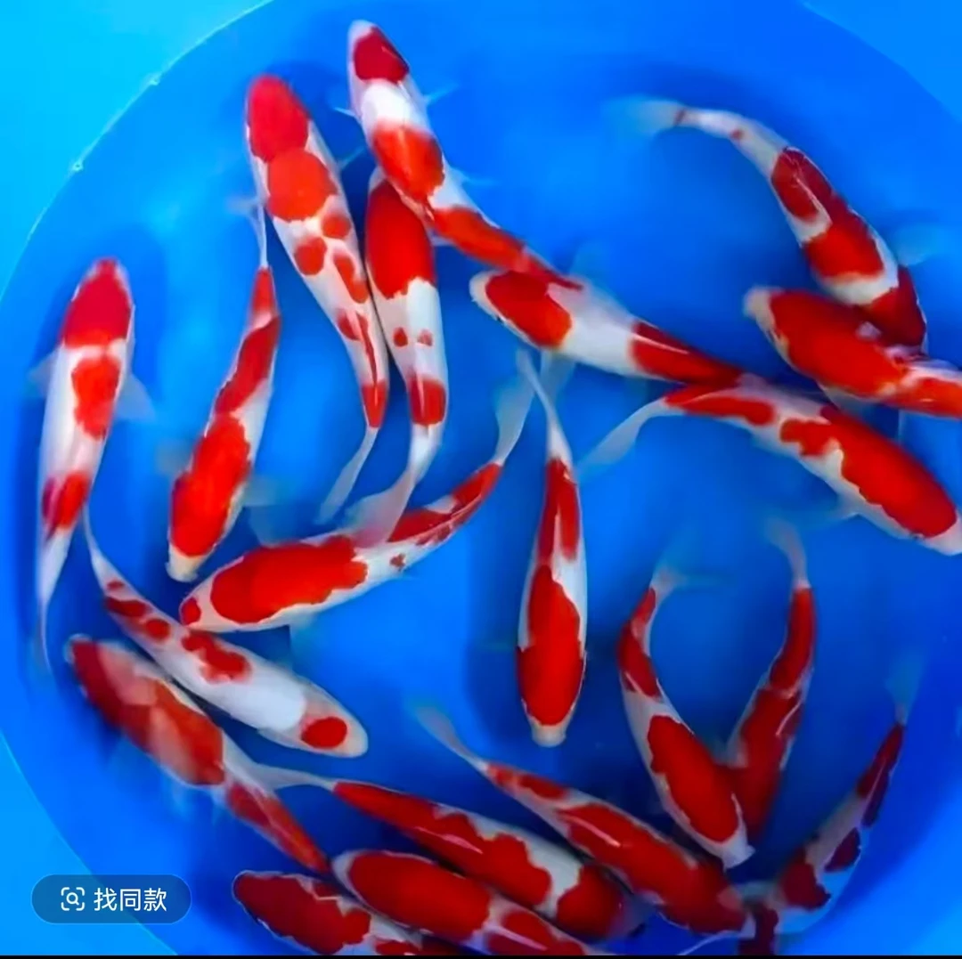 冷水观赏鱼25条血统级锦鲤