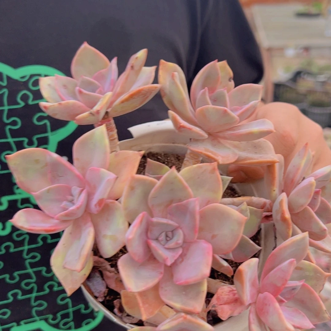 中国初恋整装，180杯