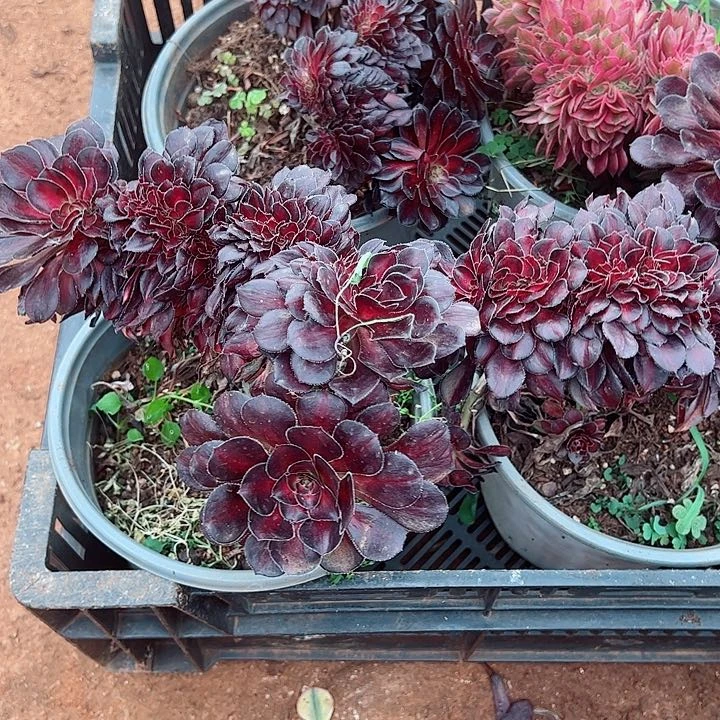 晚霞缀多肉植物大战