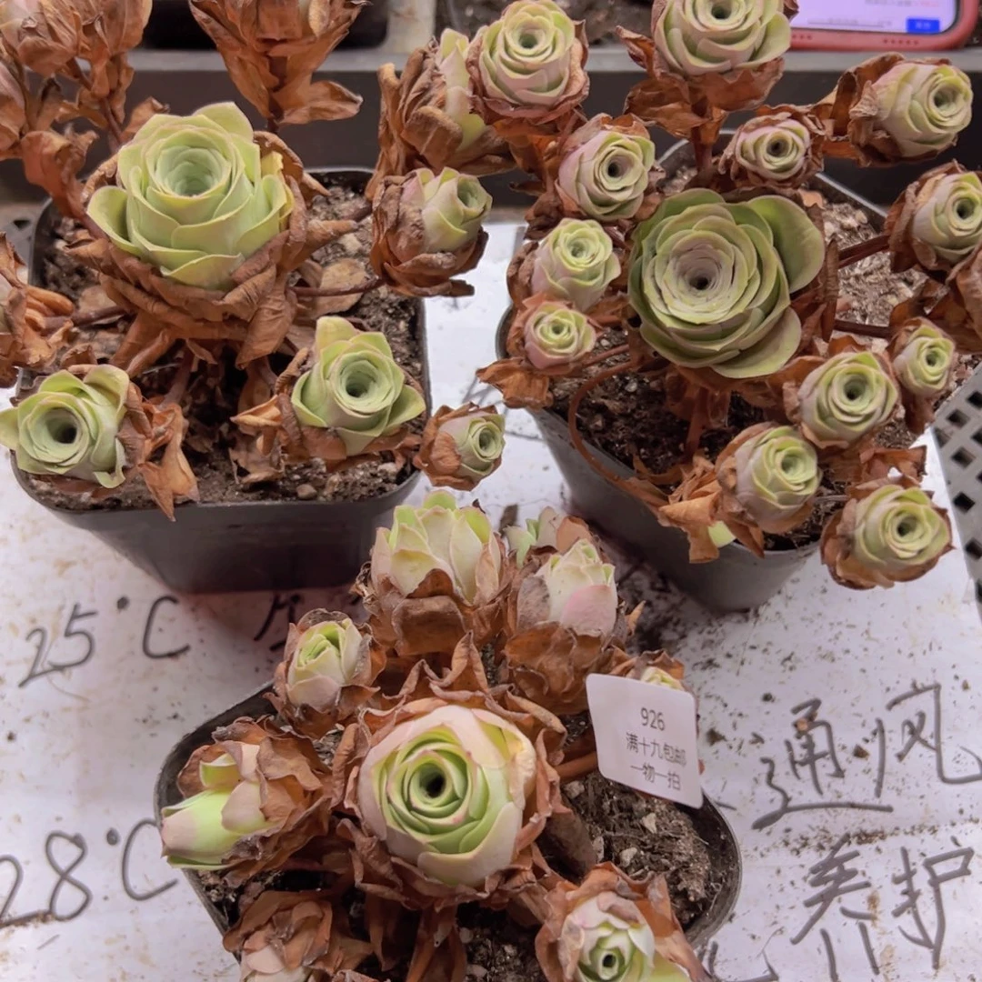 926 侧牙掉了不包损无售后