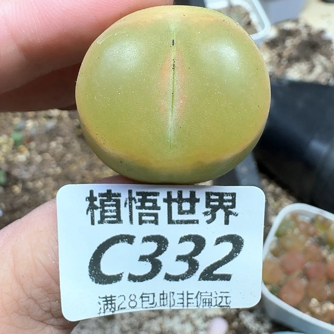 多肉植物的润泽发发