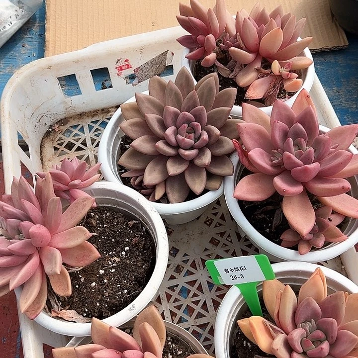 26.3一筐多肉植物脱土