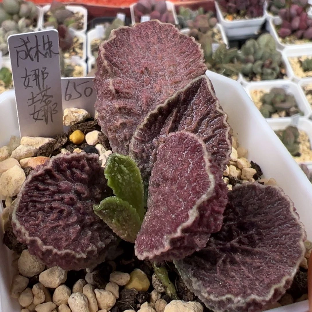 成株娜塔娜多肉植物水泡