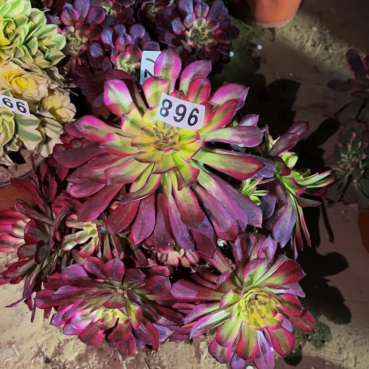 968维纳斯多肉植物处理不售后