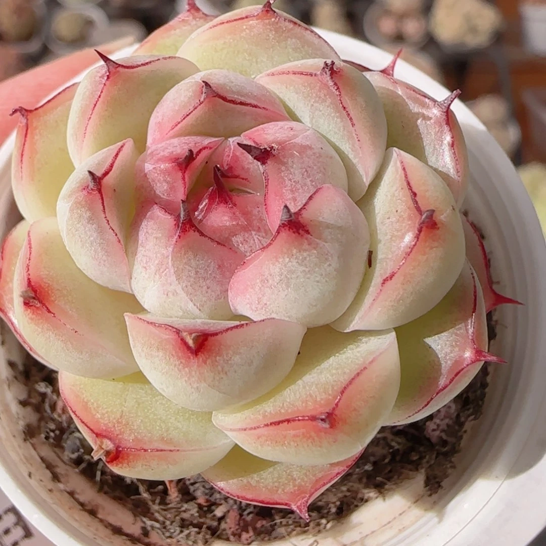 花语多肉1231-209