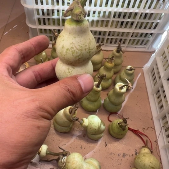 潍***子葫芦我是真的想去看看的呀哈哈我