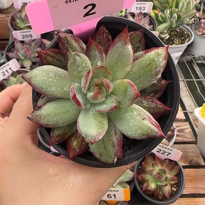 2 惊鸿仙子多肉植物
