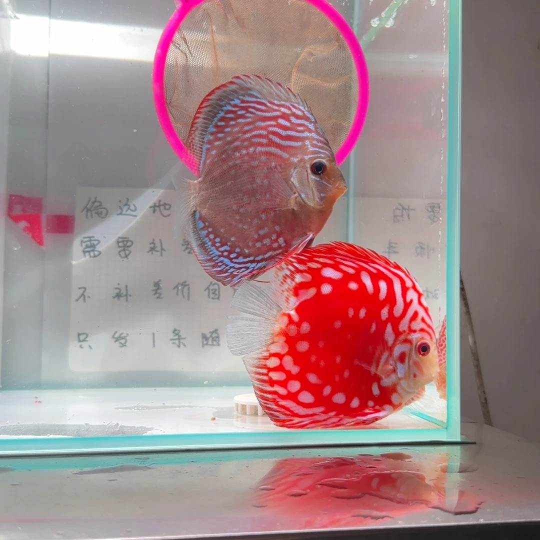 七彩神仙鱼9左右德松一条