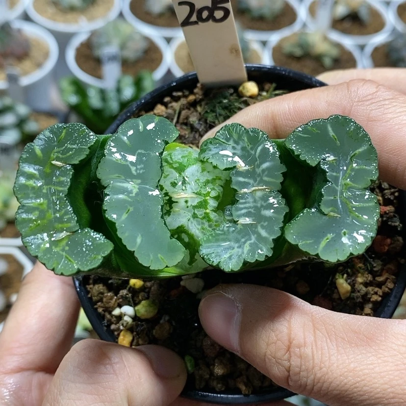 【闪购商品】205实生