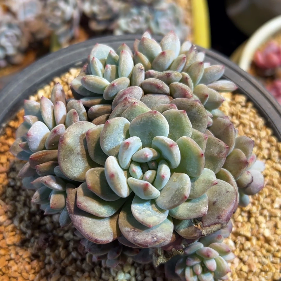 阿*楠新年快乐 新年快乐