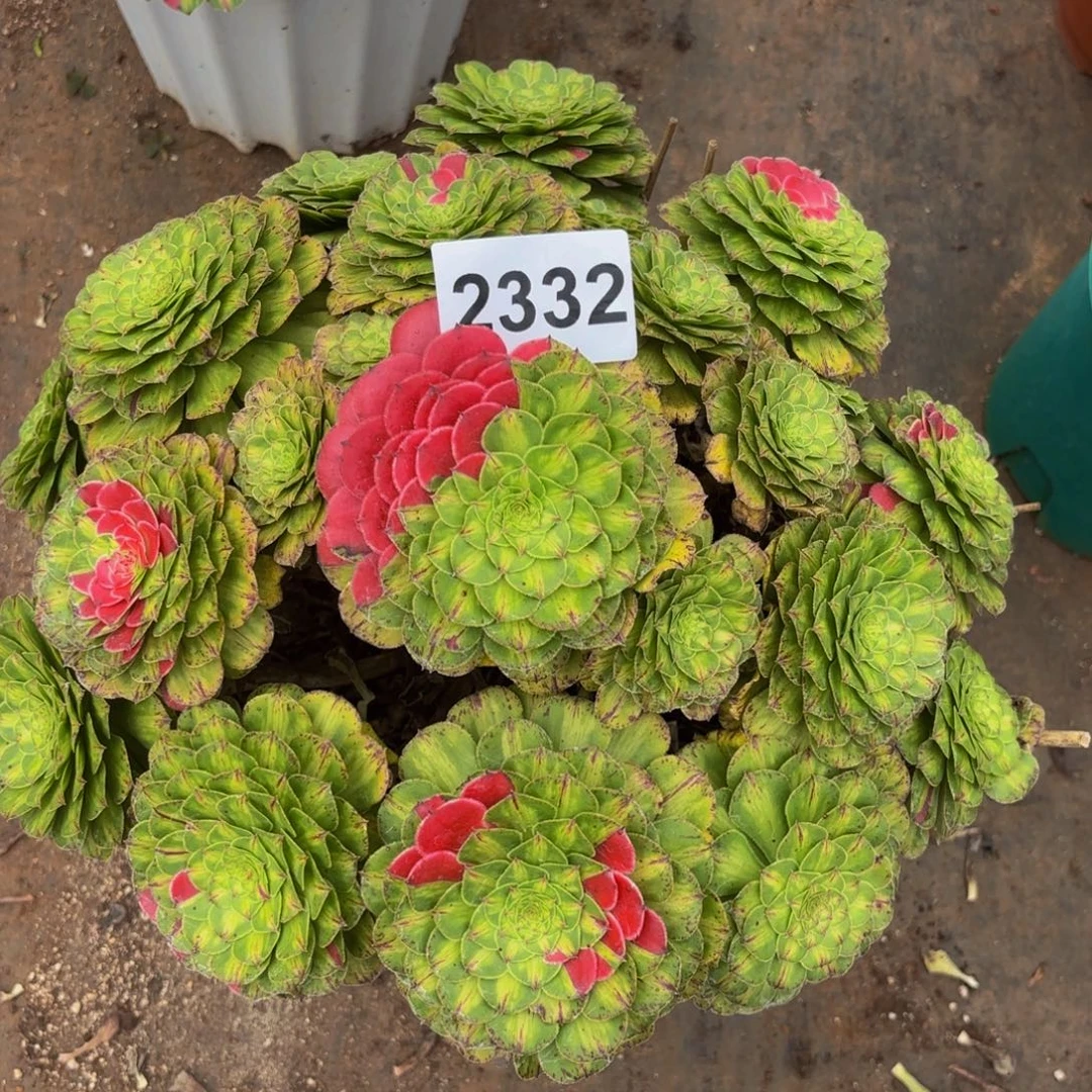 2332多肉植物知否